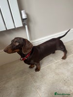 Miniature Dachshund dogs - Advert 13