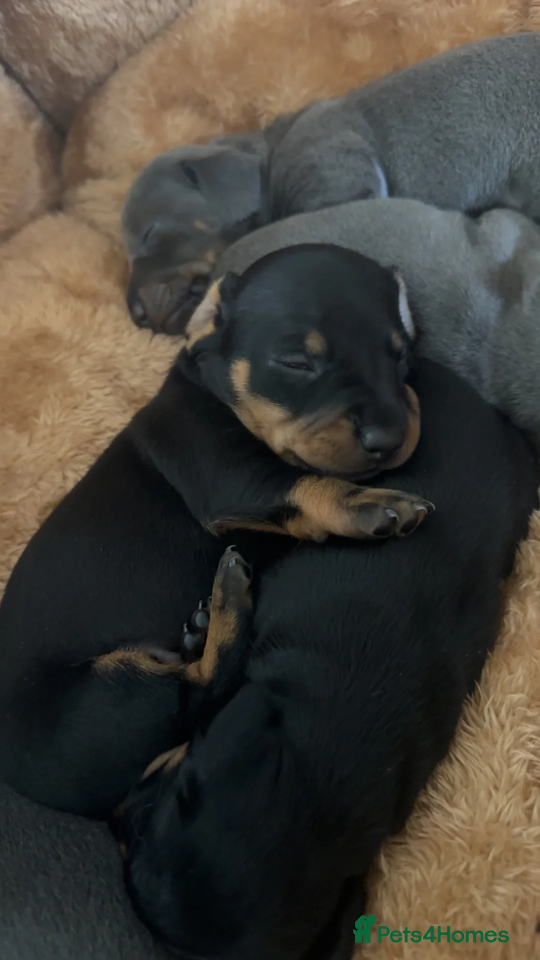 Miniature Dachshund dogs for sale: Miniature Dachshund  - Advert 1