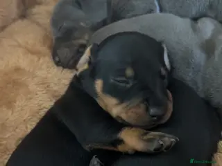 Miniature Dachshund dogs Miniature Dachshund - Advert 2