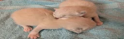 Ragdoll cats for sale: Champion bred Ragdoll kittens  - Advert 3