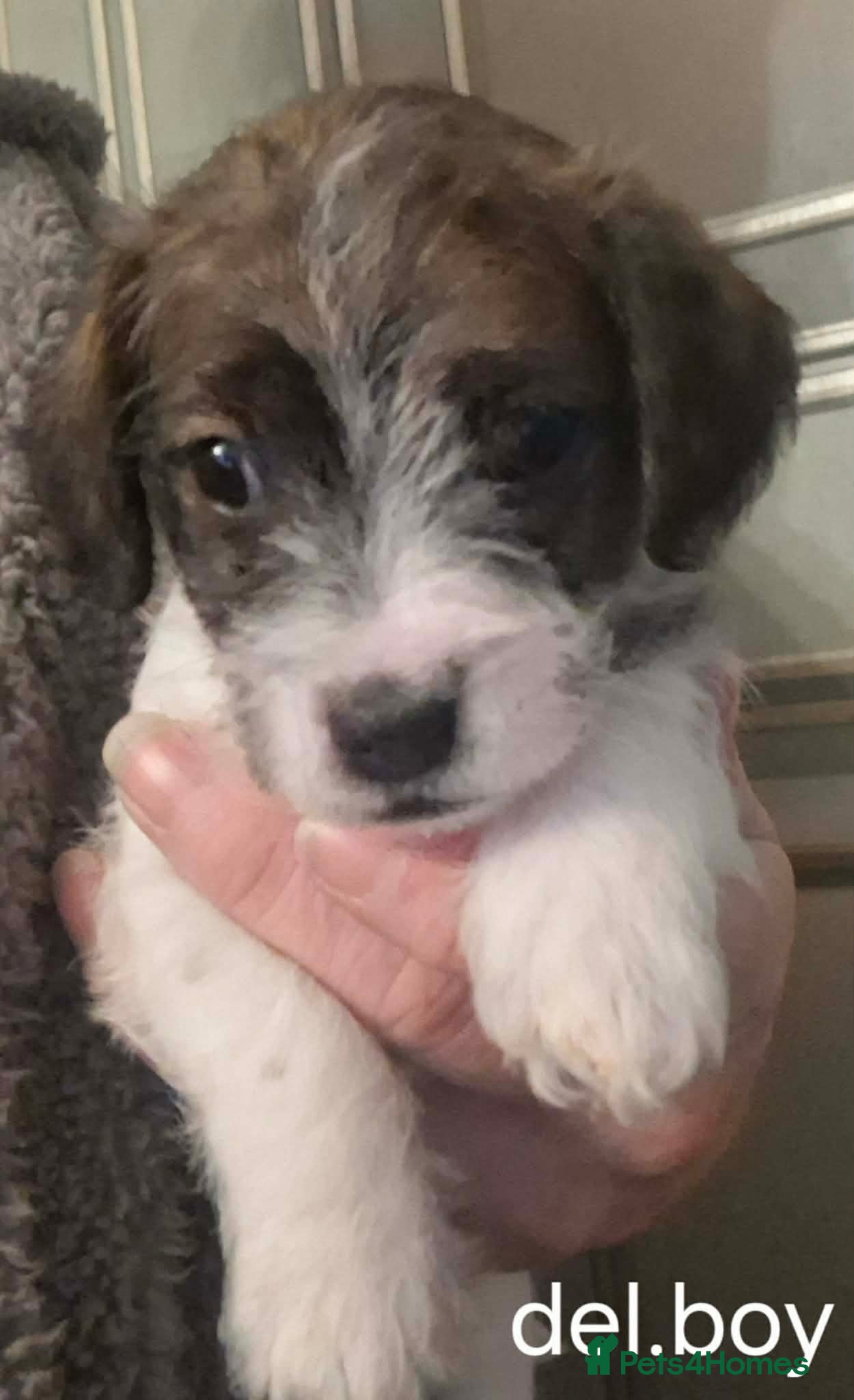 Jackapoo dogs JACKAPOO PUPPIES - Advert 1