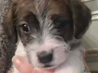 Jackapoo dogs JACKAPOO PUPPIES - Advert 1