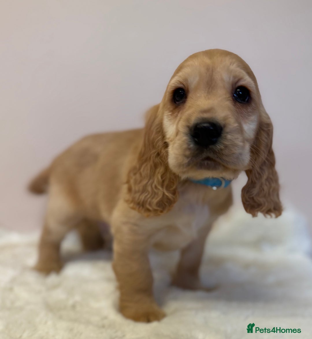 Cocker Spaniel dogs for sale: Golden Cocker Spaniel Puppies - Advert 5
