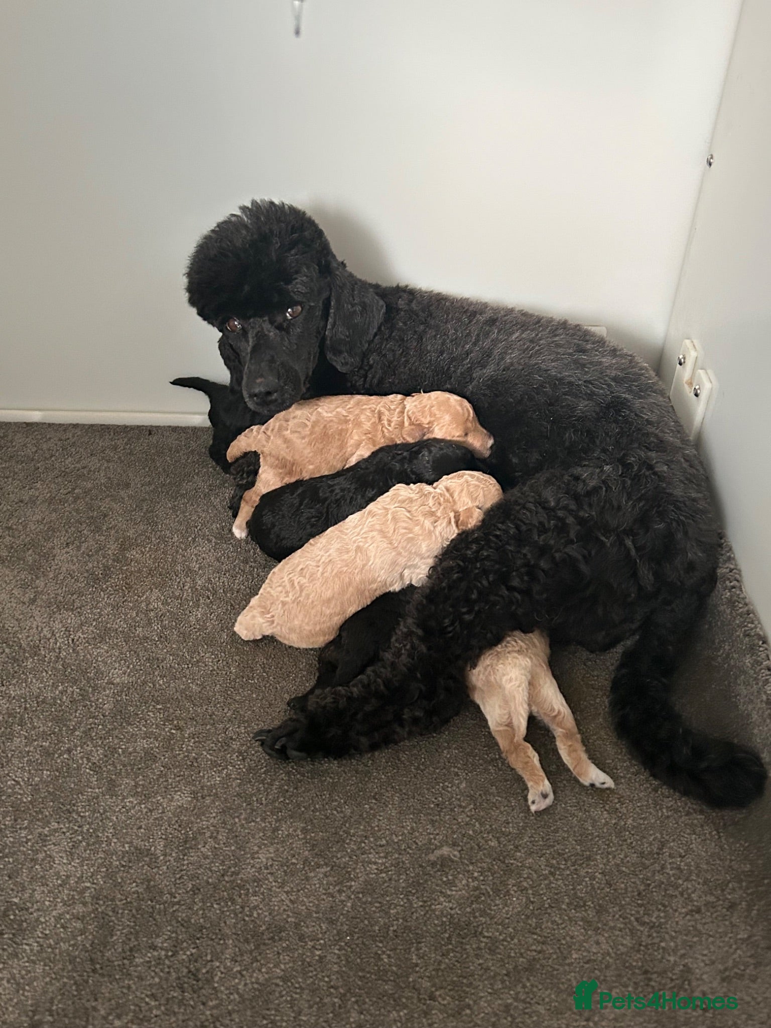 Miniature Poodle dogs KC registered miniature poodles  - Advert 1
