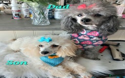 Toy Poodle dogs for sale: *REDUCED*1 WHITE BOY, 1 BLACK GIRL TOY POODLES in Colwyn Bay - Image 18