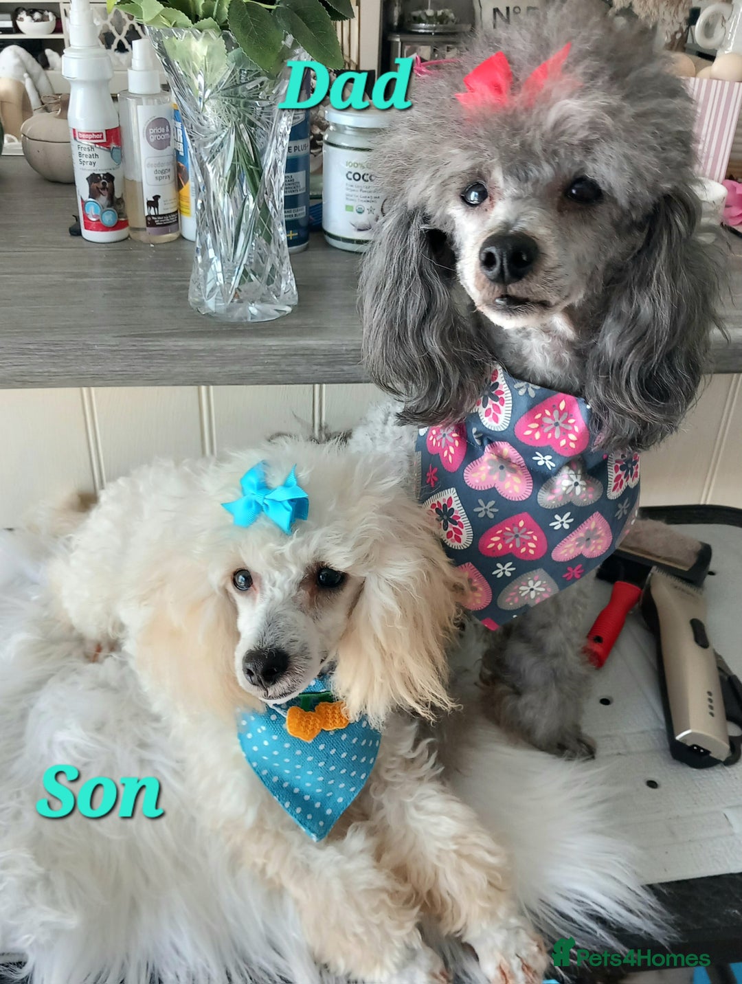 Toy Poodle dogs for sale: *REDUCED*1 WHITE BOY, 1 BLACK GIRL TOY POODLES in Colwyn Bay - Image 18