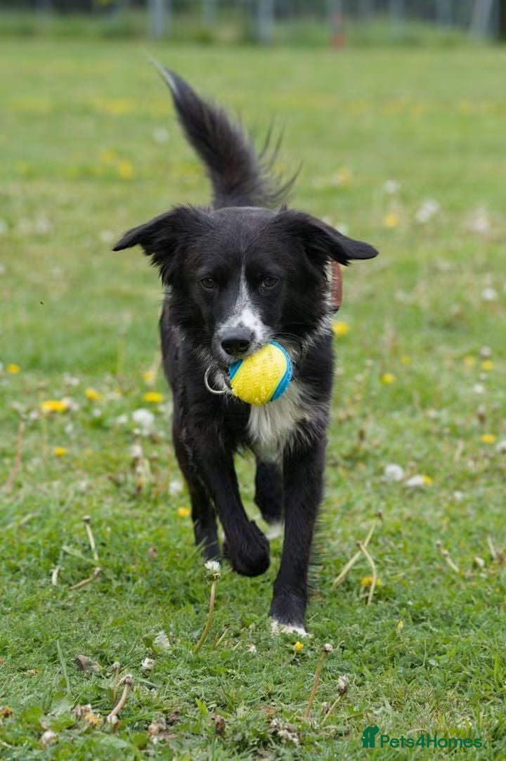 Mixed Breed dogs Meet Dragon, currently residing in Nottingham  - Advert 1