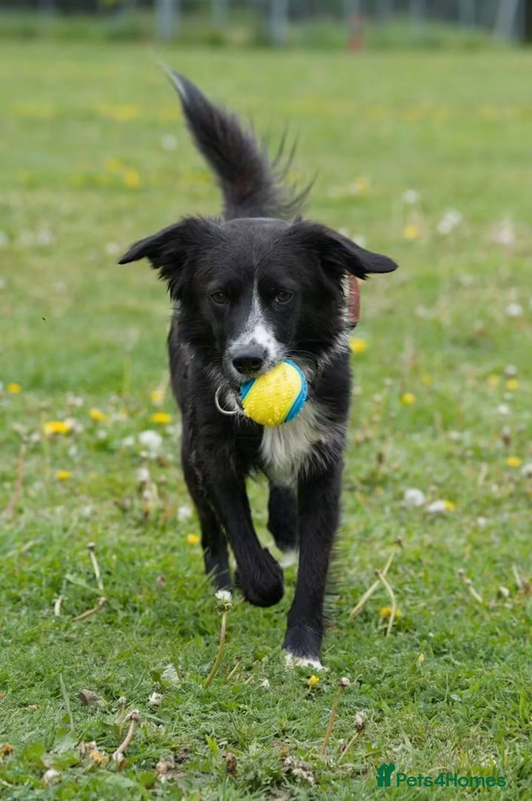 Mixed Breed dogs for adoption: Meet Dragon, currently residing in Nottingham  in Nottingham - Advert 1