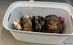 Miniature Dachshund dogs for stud: KC miniature chocolate dapple stud Proven in Wolverhampton - Image 11