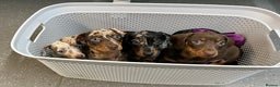 Miniature Dachshund dogs for stud: KC miniature chocolate dapple stud Proven in Wolverhampton - Advert 11