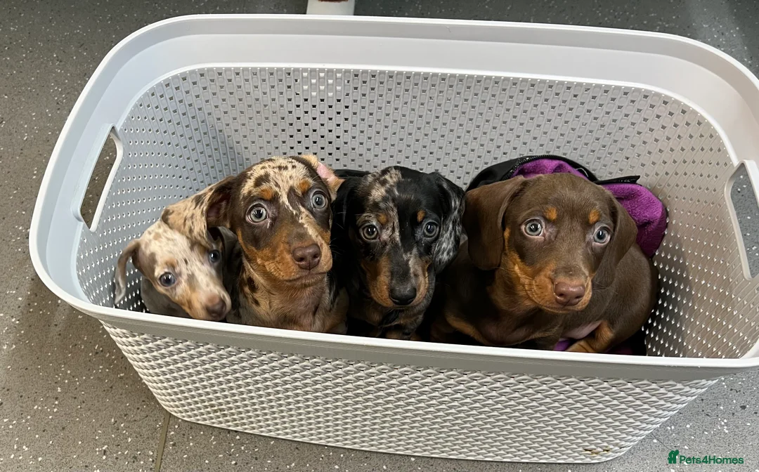Miniature Dachshund dogs for stud: KC miniature chocolate dapple stud Proven in Wolverhampton - Advert 11