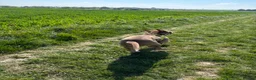 Mixed Breed dogs for sale: Bowen- Staffy x Lab - Advert 17