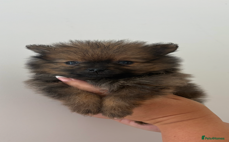 Pomeranian dogs - Advert 1