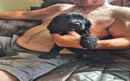 Sprocker dogs for sale: Beautiful sprocker puppies  - Image 12