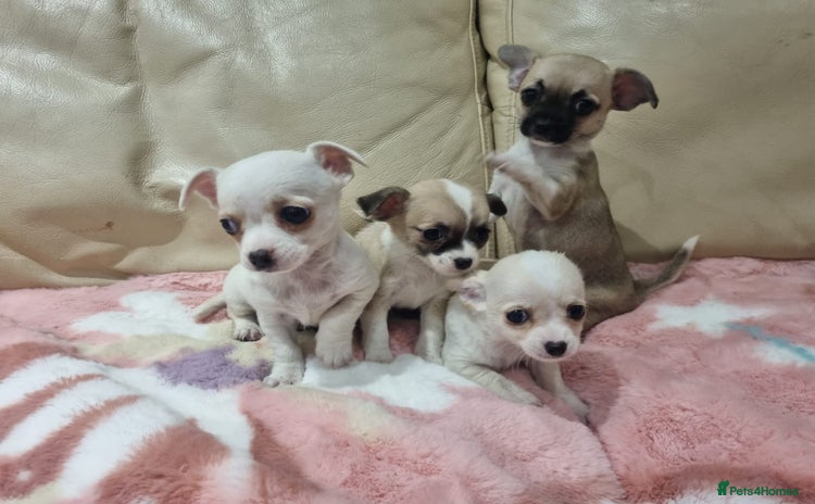 Chihuahua dogs - Advert 1