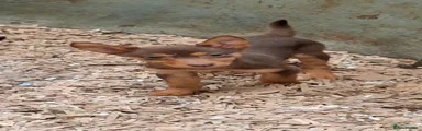 Australian Kelpie 6