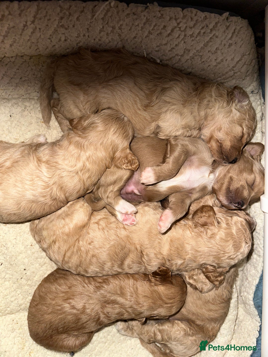 Cavapoo dogs for sale: Amazing quality litter of F1B Cavapoos  - Advert 7