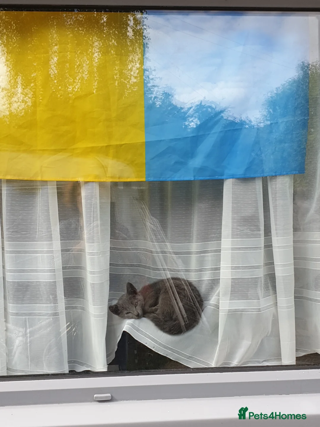 Russian Blue cats for sale: Beautiful Russian Blue Kittens  - Advert 20