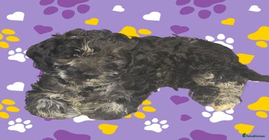 Mixed Breed dogs 🐾Last few remaining gorgeous f3 Cockapoos 🐾🐾 - Advert 4