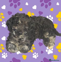 Mixed Breed dogs 🐾Last few remaining gorgeous f3 Cockapoos 🐾🐾 - Advert 4