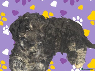 Mixed Breed dogs 🐾Adorable f3 cockapoos🐾 - Advert 2