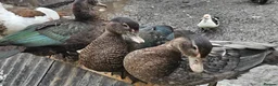 Ducks poultry for sale: POL + Adult Muscovy Hens & Drakes - Advert 4