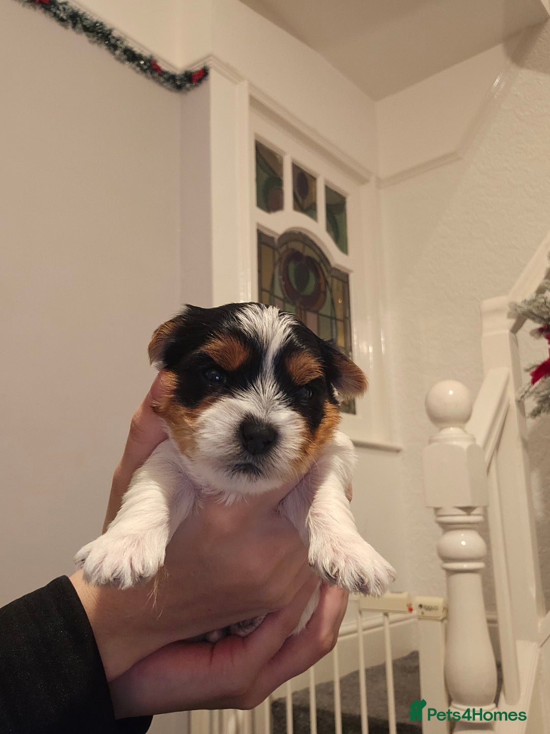 Yorkshire Terrier dogs for sale: Yorki baby - Advert 14