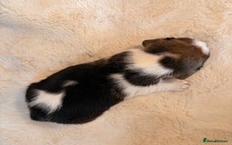 Beagle dogs for sale: ** STUNNING KC 5 GEN TRI COLOUR BEAGLEPUPS ** - Image 6