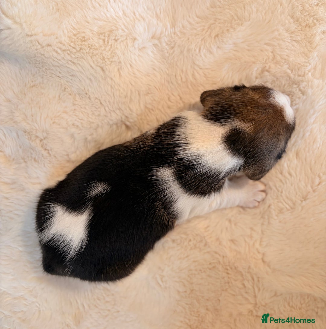 Beagle dogs for sale: ** STUNNING KC 5 GEN TRI COLOUR BEAGLEPUPS ** - Image 6