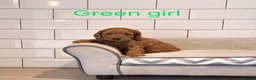 Cockapoo dogs for sale: F1 Cockapoo puppies in Pencader - Advert 5