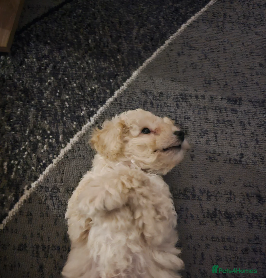 Toy Poodle dogs for sale: Now Ready for their forever loving home - Advert 6