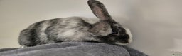 Mixed Breed rabbits for sale: Pebble Vaccinated and Spayed - Advert 5