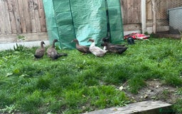 Ducks poultry for sale: 6 ducks for sale  - Image 1