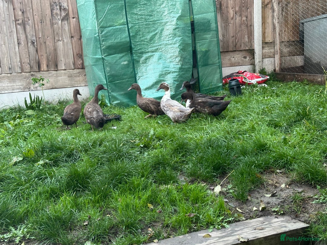 Ducks poultry for sale: 6 ducks for sale  - Image 1