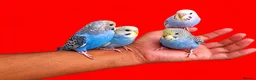 Budgerigars birds for sale: Super silly hand tamed baby budgies  - Advert 3