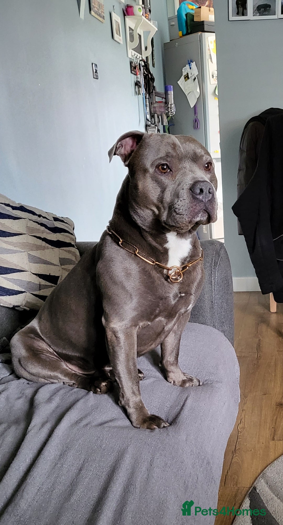 Staffordshire Bull Terrier dogs for stud: Stud for breeding in Ilkeston - Advert 2