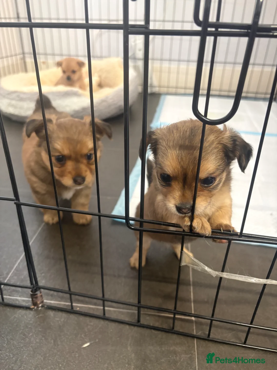 Jack Chi dogs for sale: Chihuahua x jack Russel puppies  - Advert 1