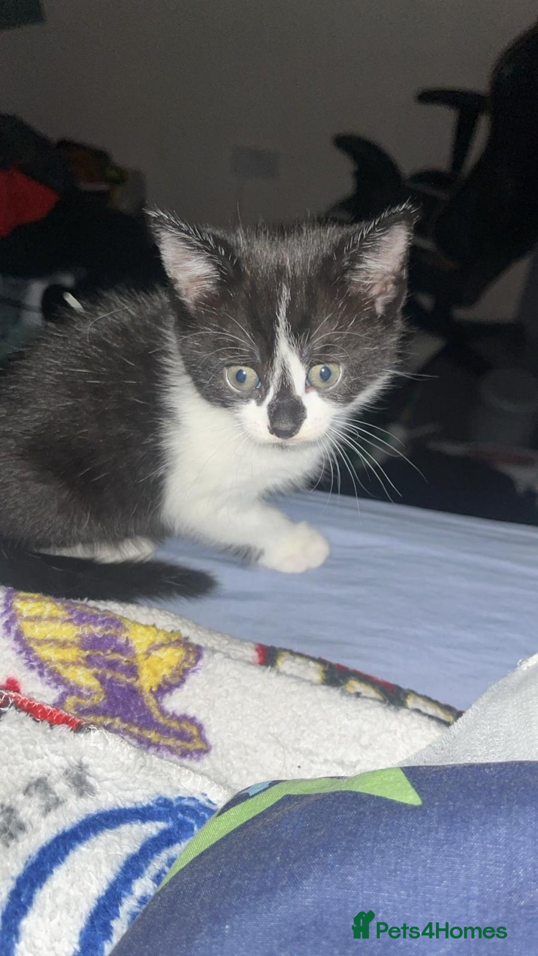 Mixed Breed cats for sale: Beautiful kittens ready now - Advert 2