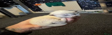 Ragdoll 1