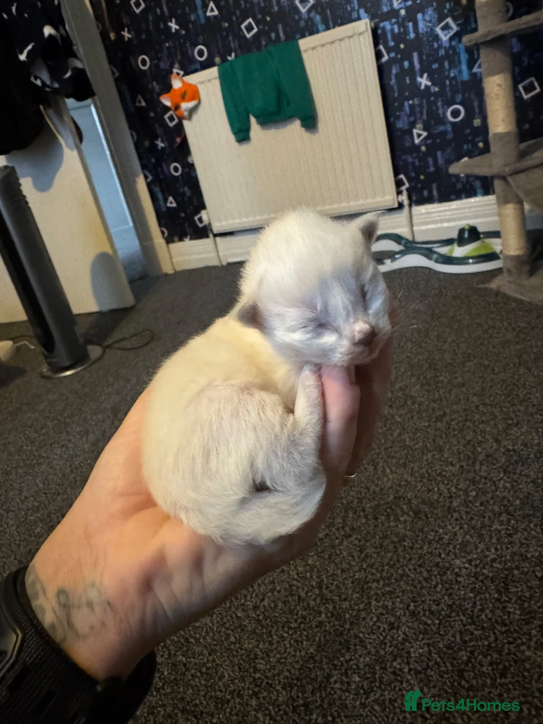 Ragdoll cats for sale: Beautiful Ragdoll kittens in Barnsley - Advert 2