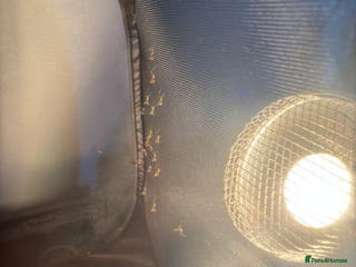 Praying Mantis invertebrates Giant Asian praying mantis - Advert 10