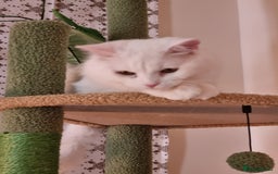 British Longhair cats for sale: Looking for a new home - Image 4
