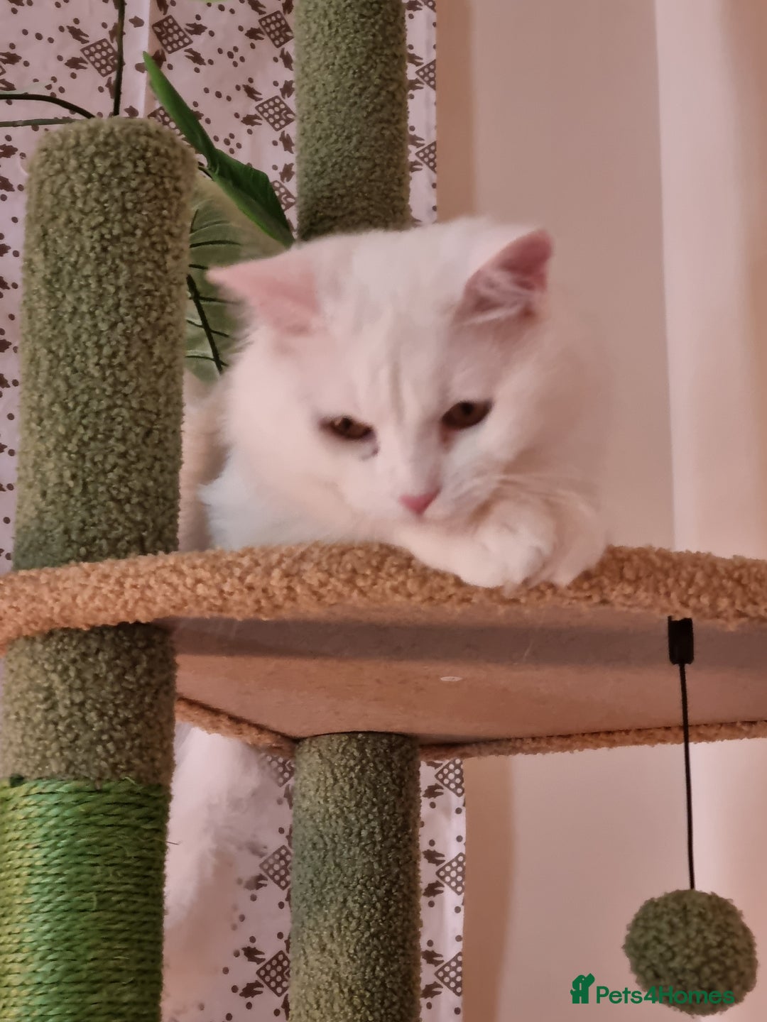 British Longhair cats for sale: Looking for a new home - Image 4