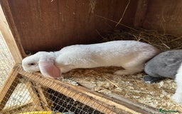 Mini Lop rabbits for sale: Blue eyed white mini plush lop doe - Image 5