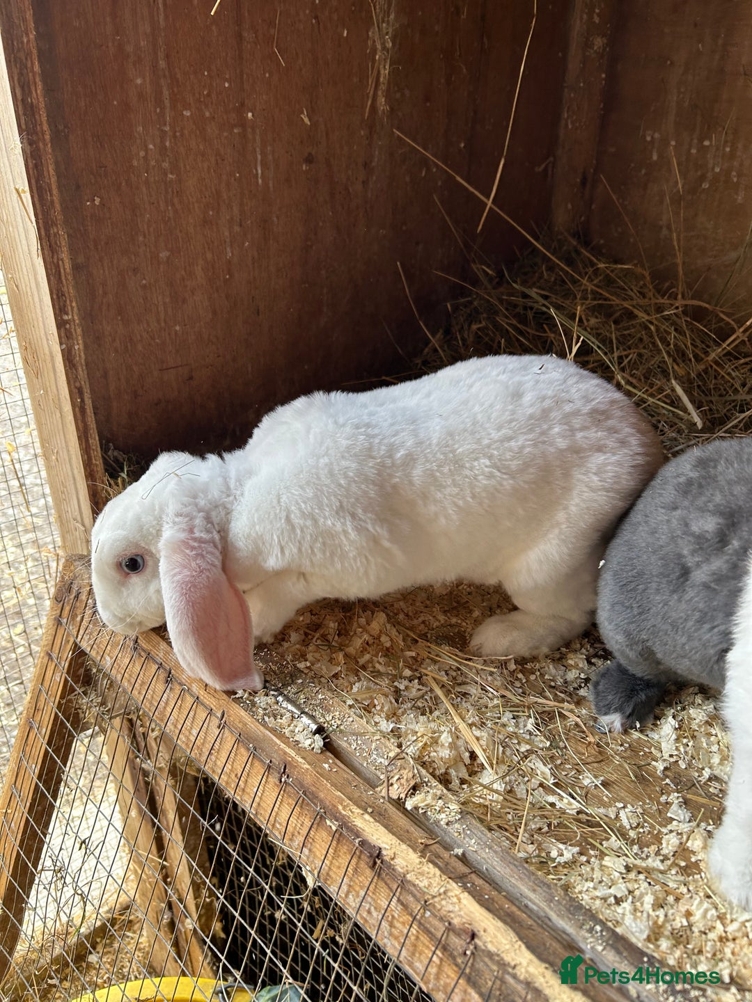 Mini Lop rabbits for sale: Blue eyed white mini plush lop doe - Image 5