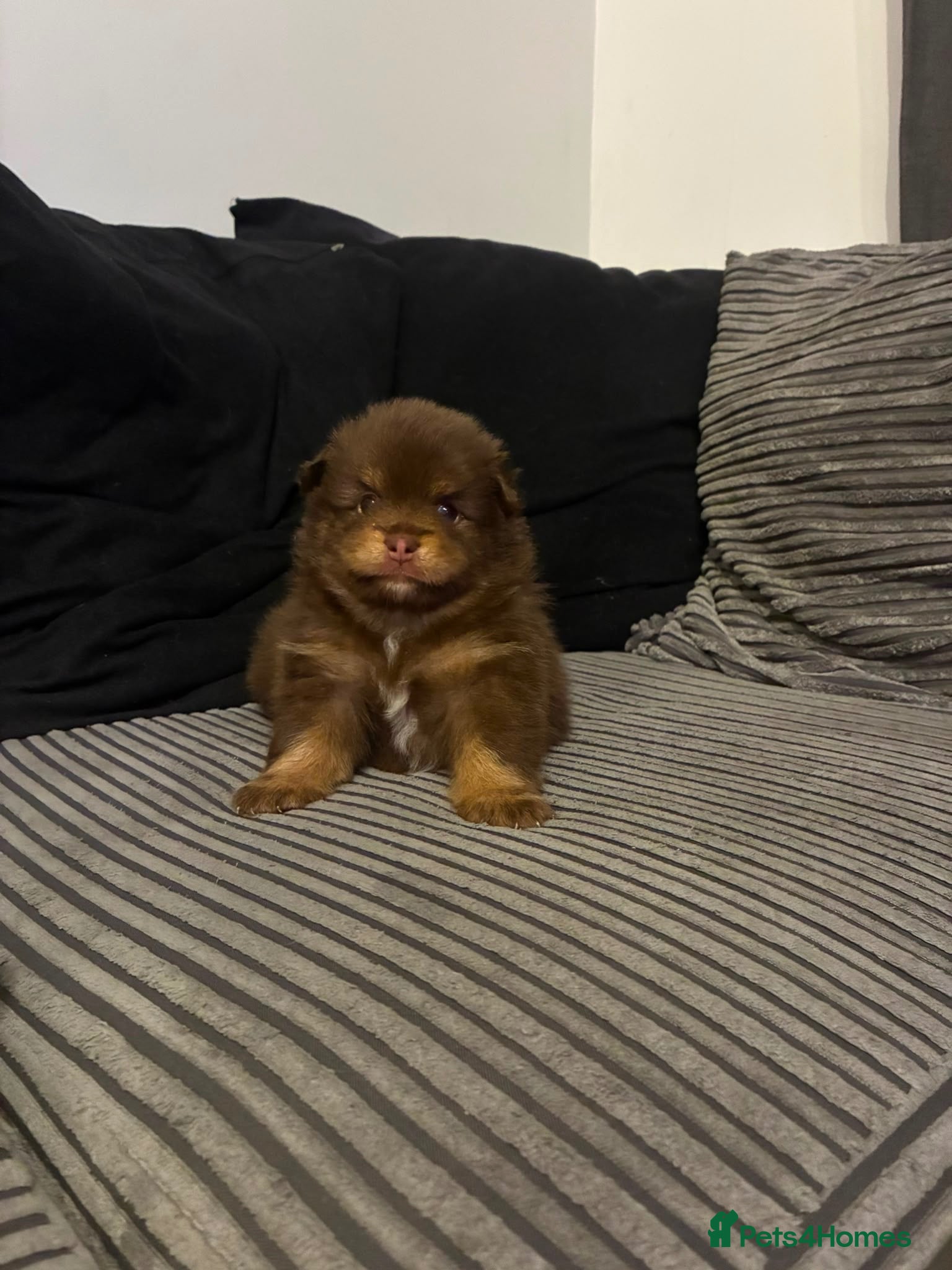 Pomeranian dogs X2 boy Pomeranians for sale  - Advert 2