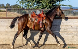 American Warmblood horses for sale: Arcturus" Bay Colt Warmblood - Image 1