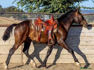 American Warmblood horses - Advert 14