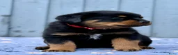 Rottweiler dogs for sale: 5 Exceptional KC Registered Rottweiler Puppies - Advert 29