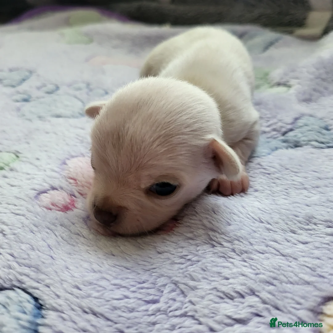 Chihuahua dogs for sale: 5 beautiful smooth coat chihuahuas - Advert 3